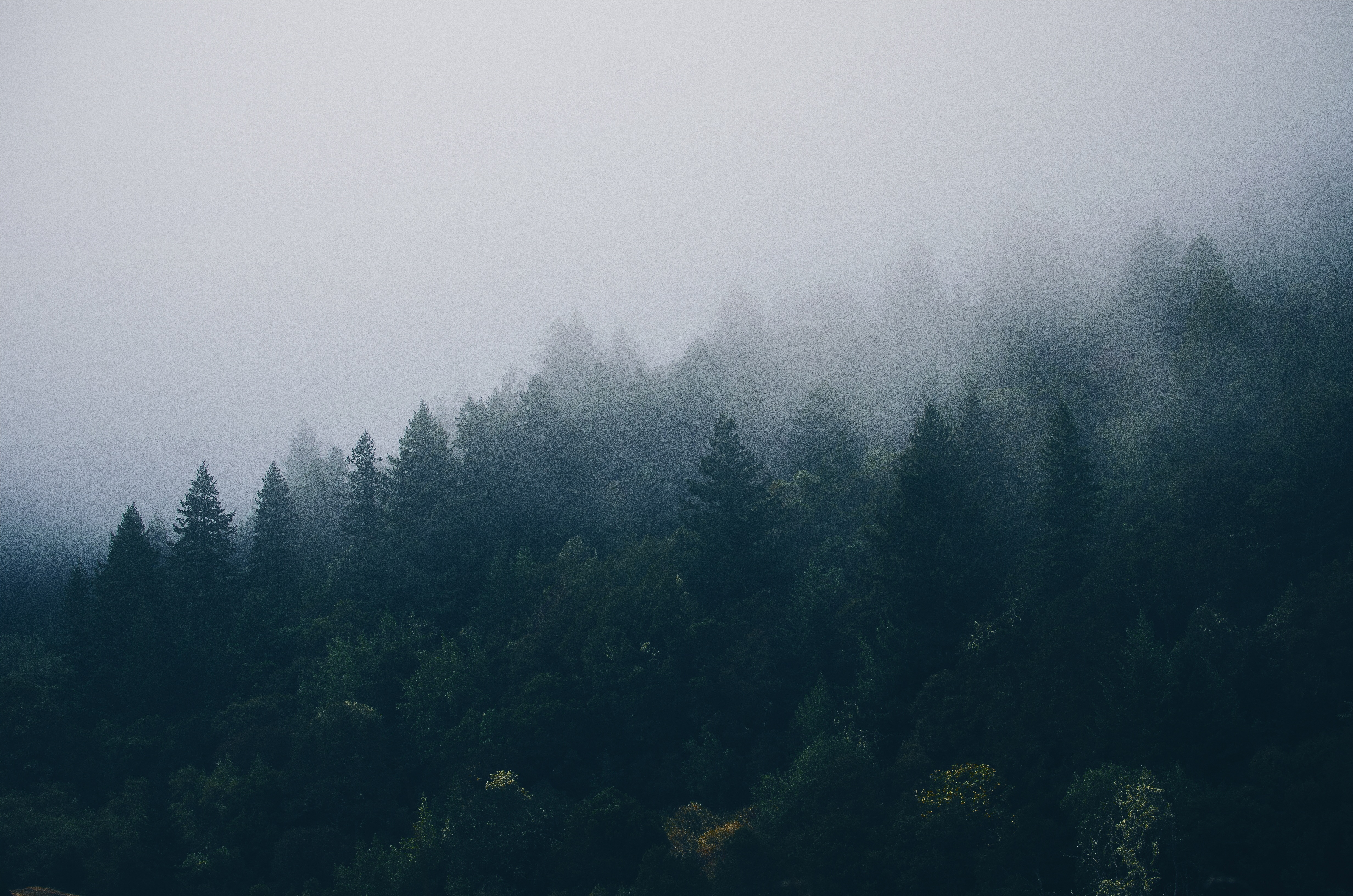 Дикий лес окутан туманом