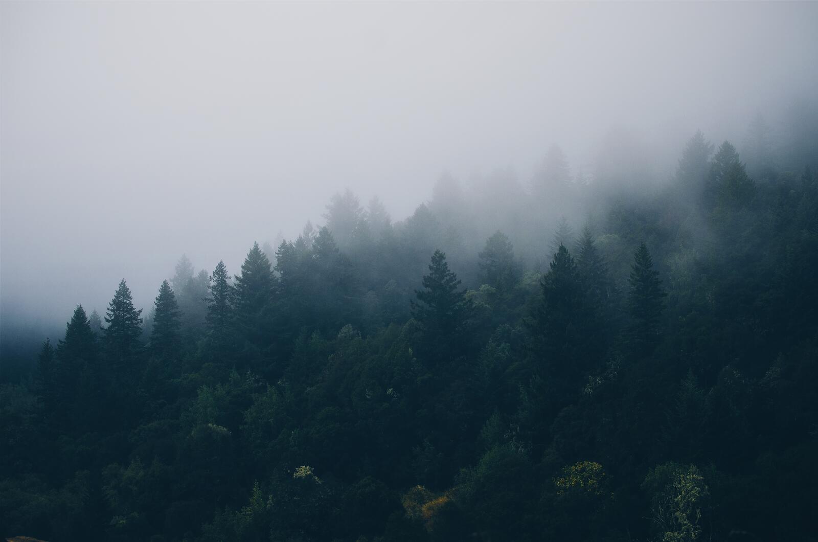Бесплатное фото Дикий лес окутан туманом