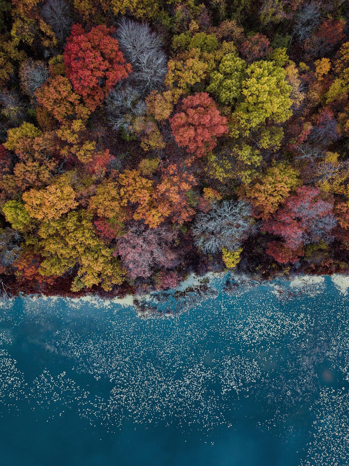 Деревья с осенними листьями на берегу