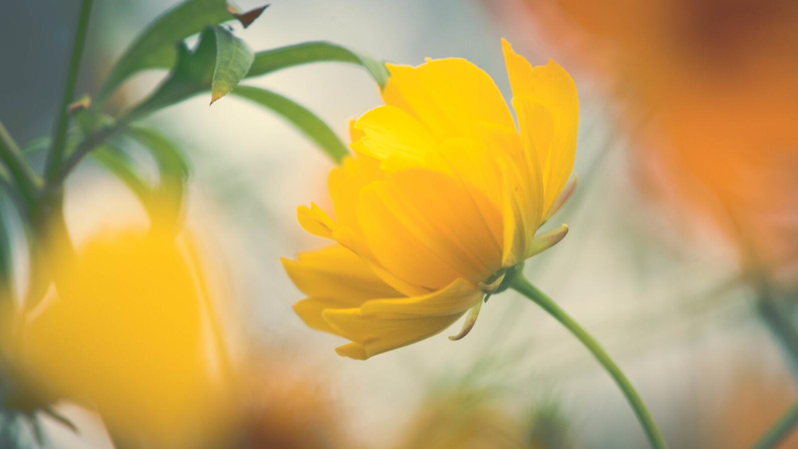 Бесплатное фото Желтые цветы