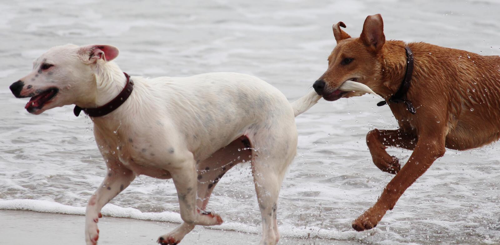 Собаки бегают по воде