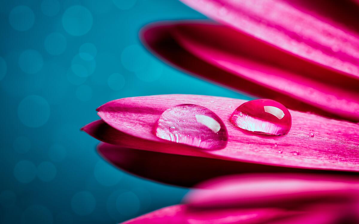 Капельки воды на лепестке розового цветка гербера