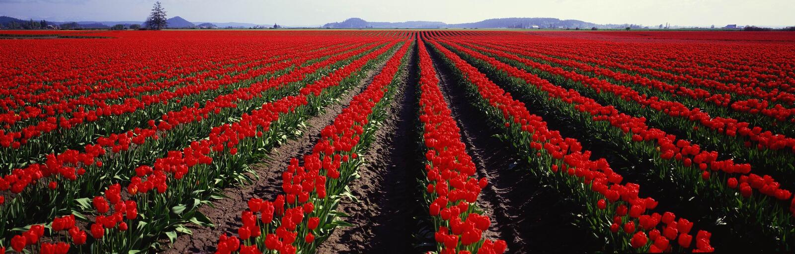 Бесплатное фото Поле с красными тюльпанами