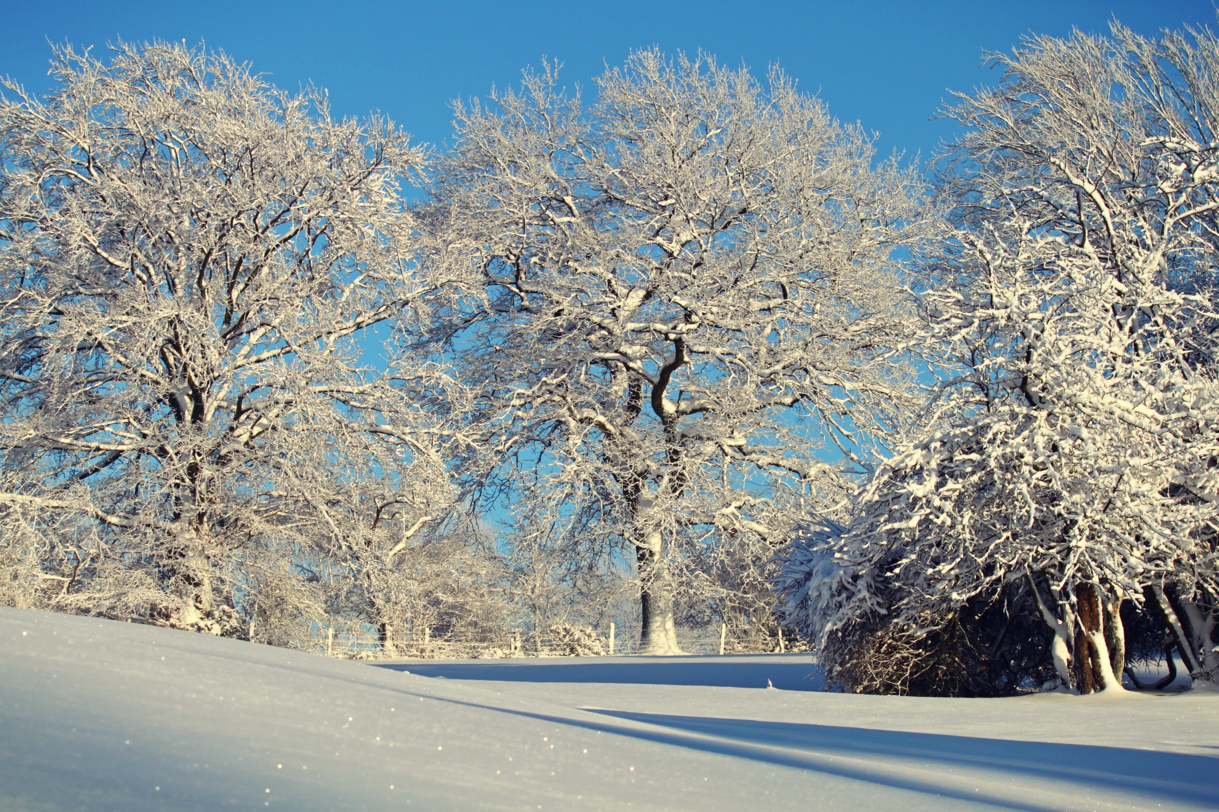 Фото пейзаж, дерево, природа, ветвь, снег, холодный, зима, растение, белый, солнечный свет, цветок, мороз, лед, погода, снежный - бесплатные картинки на Fonwall