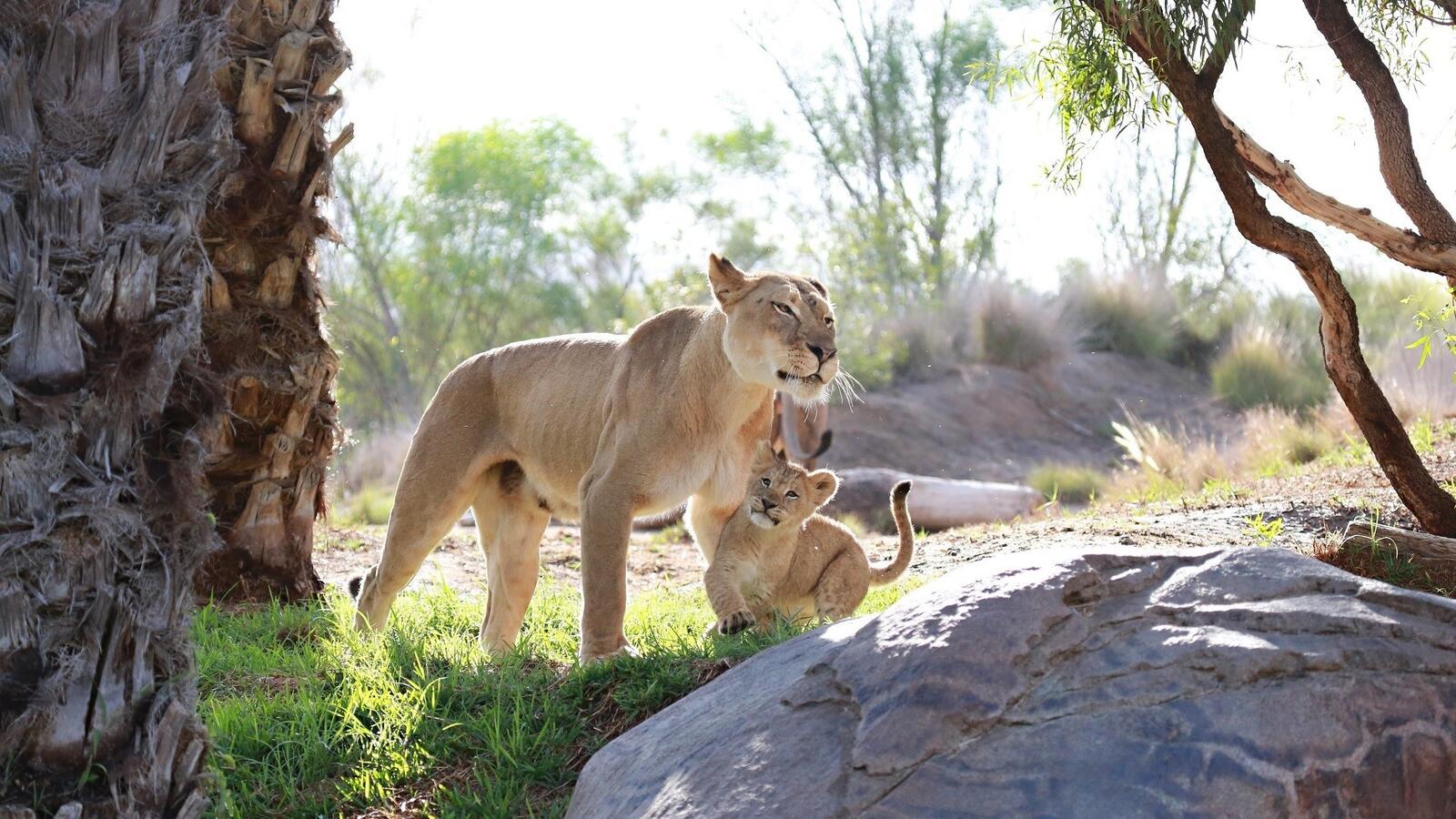 Free photo The lioness is playing with the lion cub