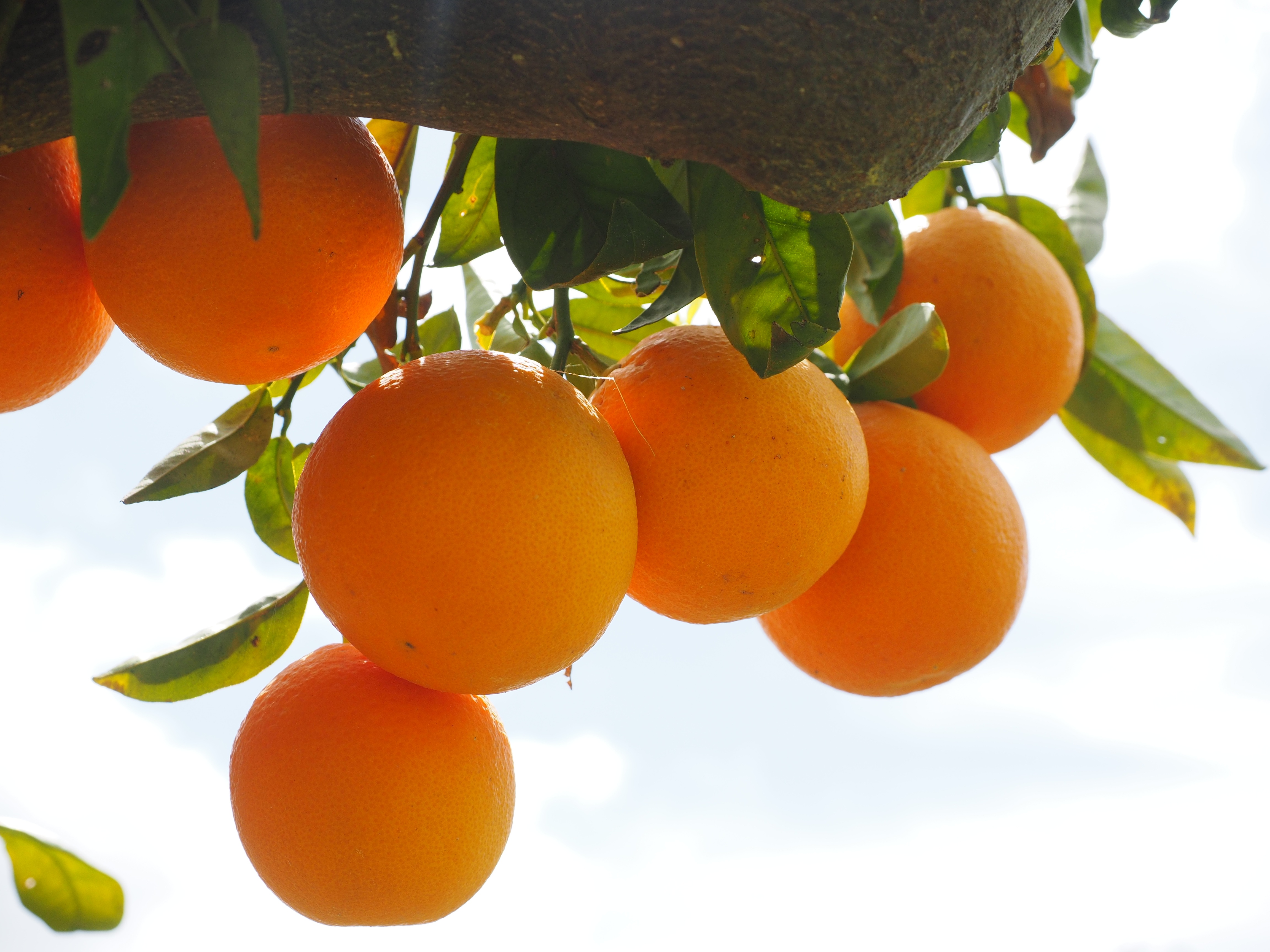 Бесплатное фото Апельсины растущие на дереве