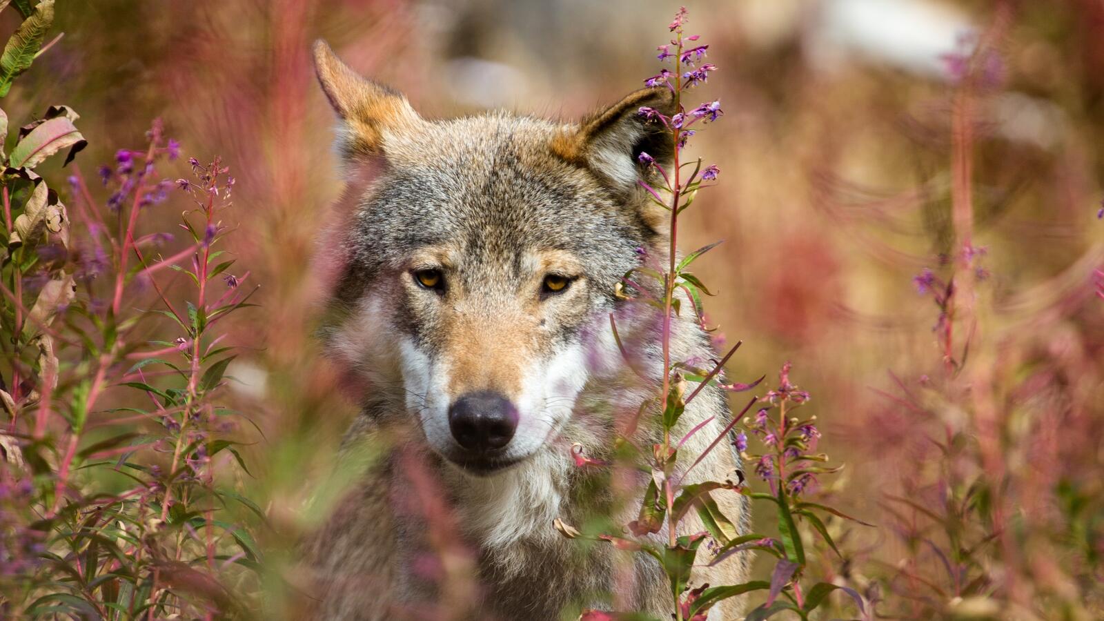Бесплатное фото Волк среди высокой травы