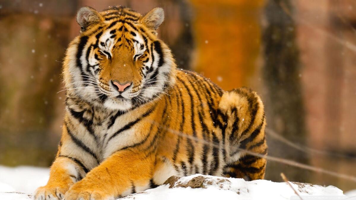 Тигр чилит на природе