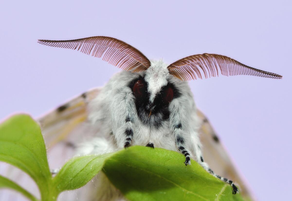 Cerura vinula moth on green leaves
