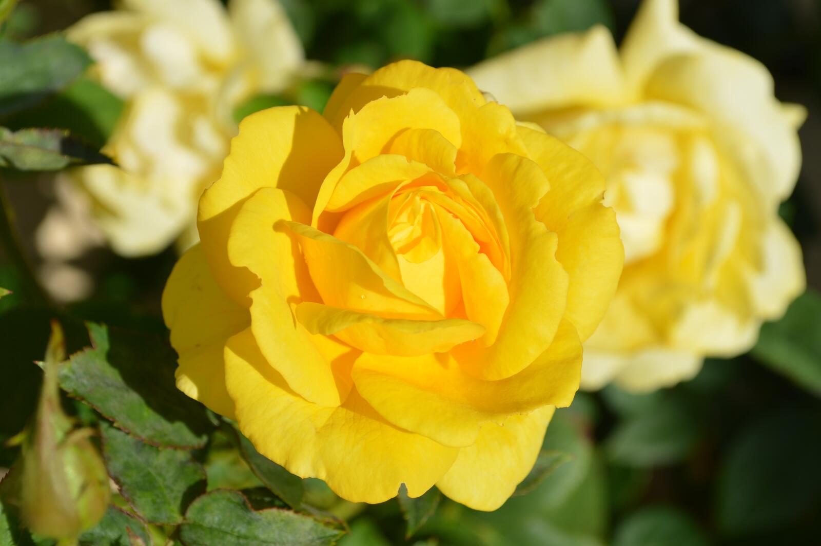Free photo Yellow roses