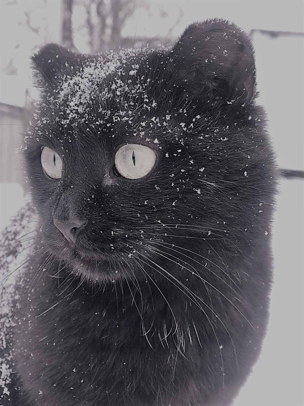 A black cat covered with snow