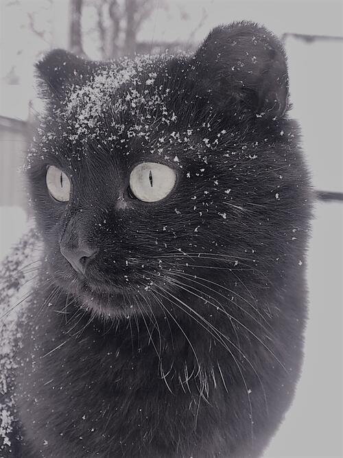 Черная кошка запорошенная снегом