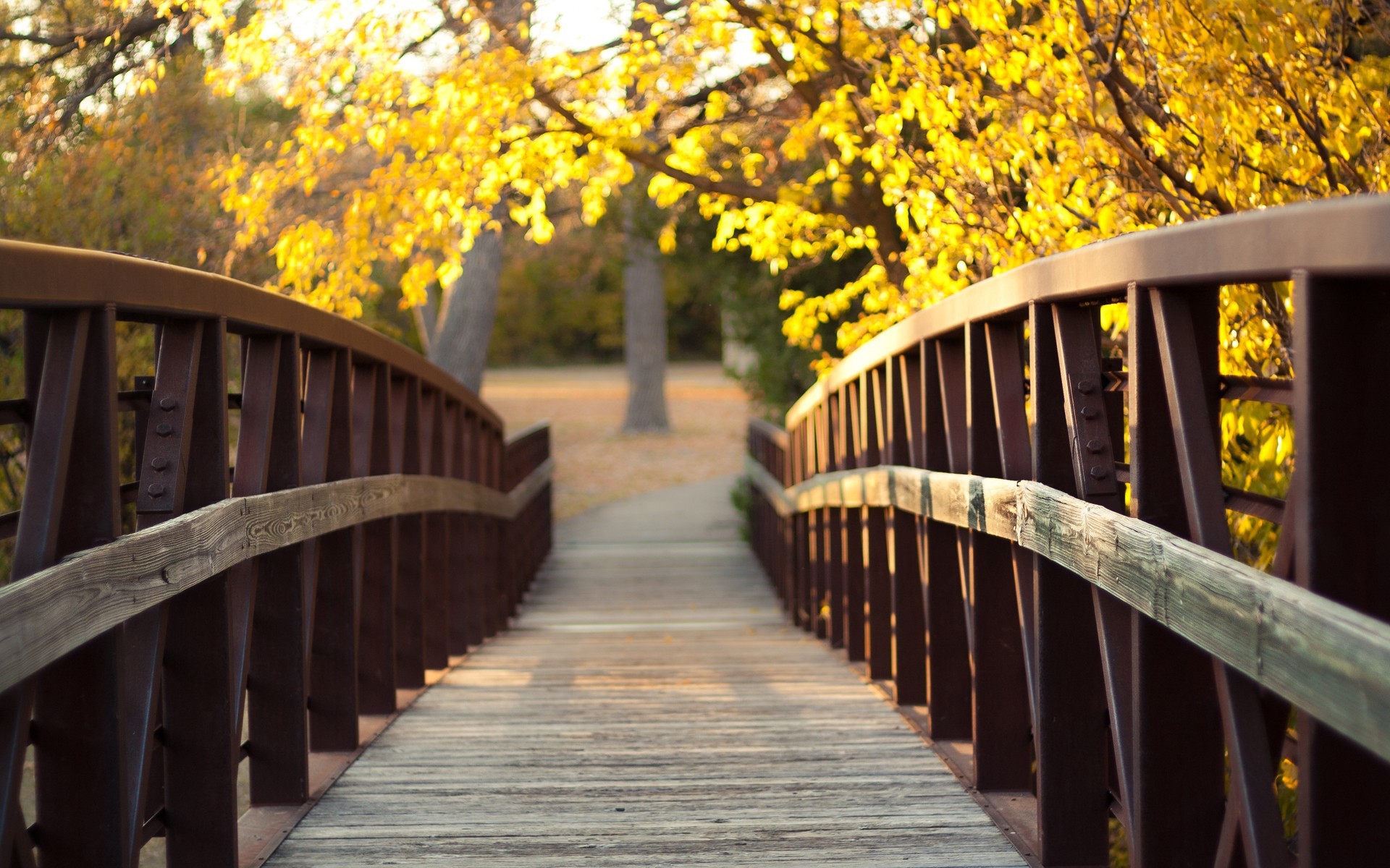 Free photo Wooden bridge in the fall forest on a sunny afternoon