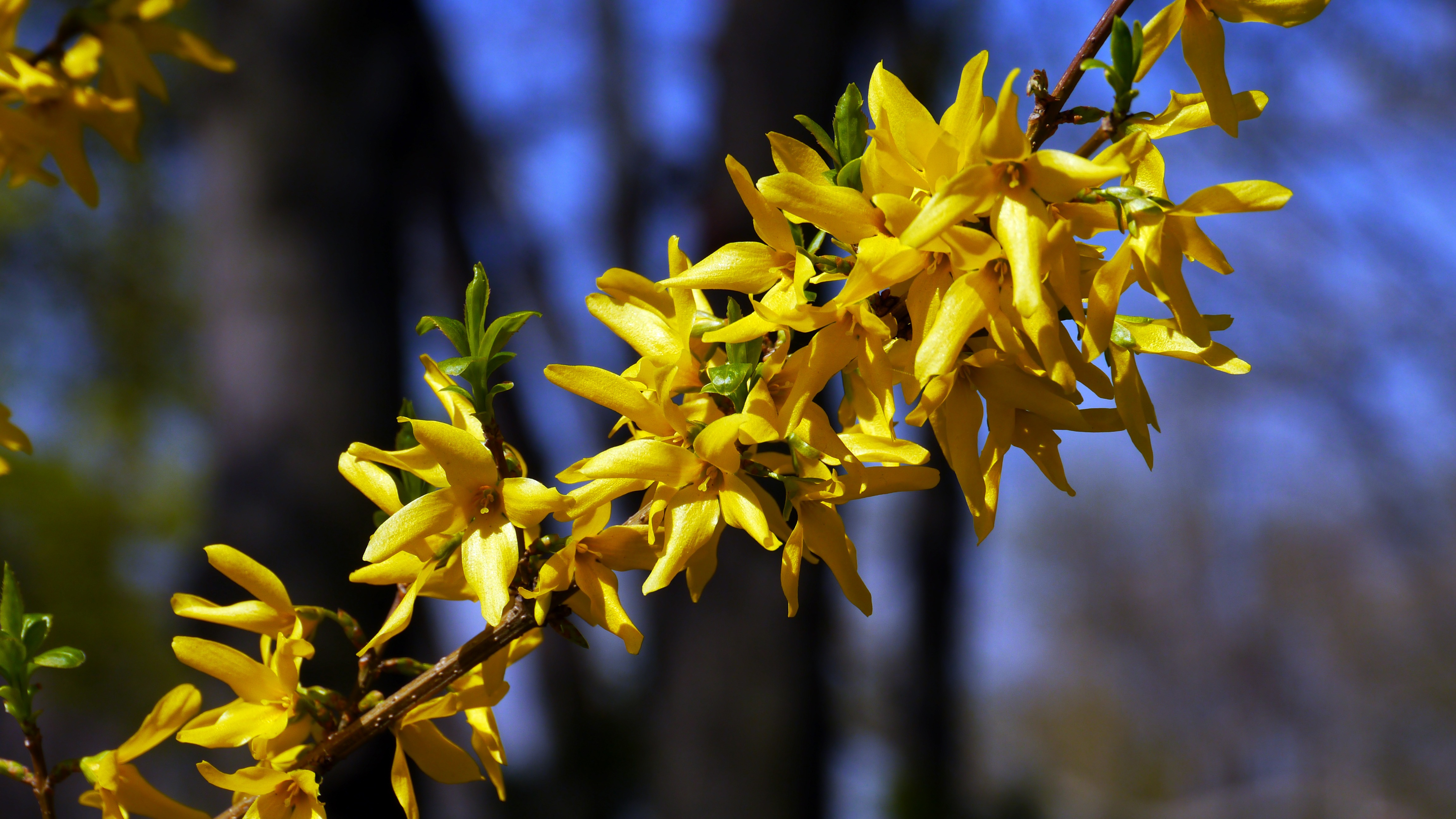 Желтый цветущий кустарник весной