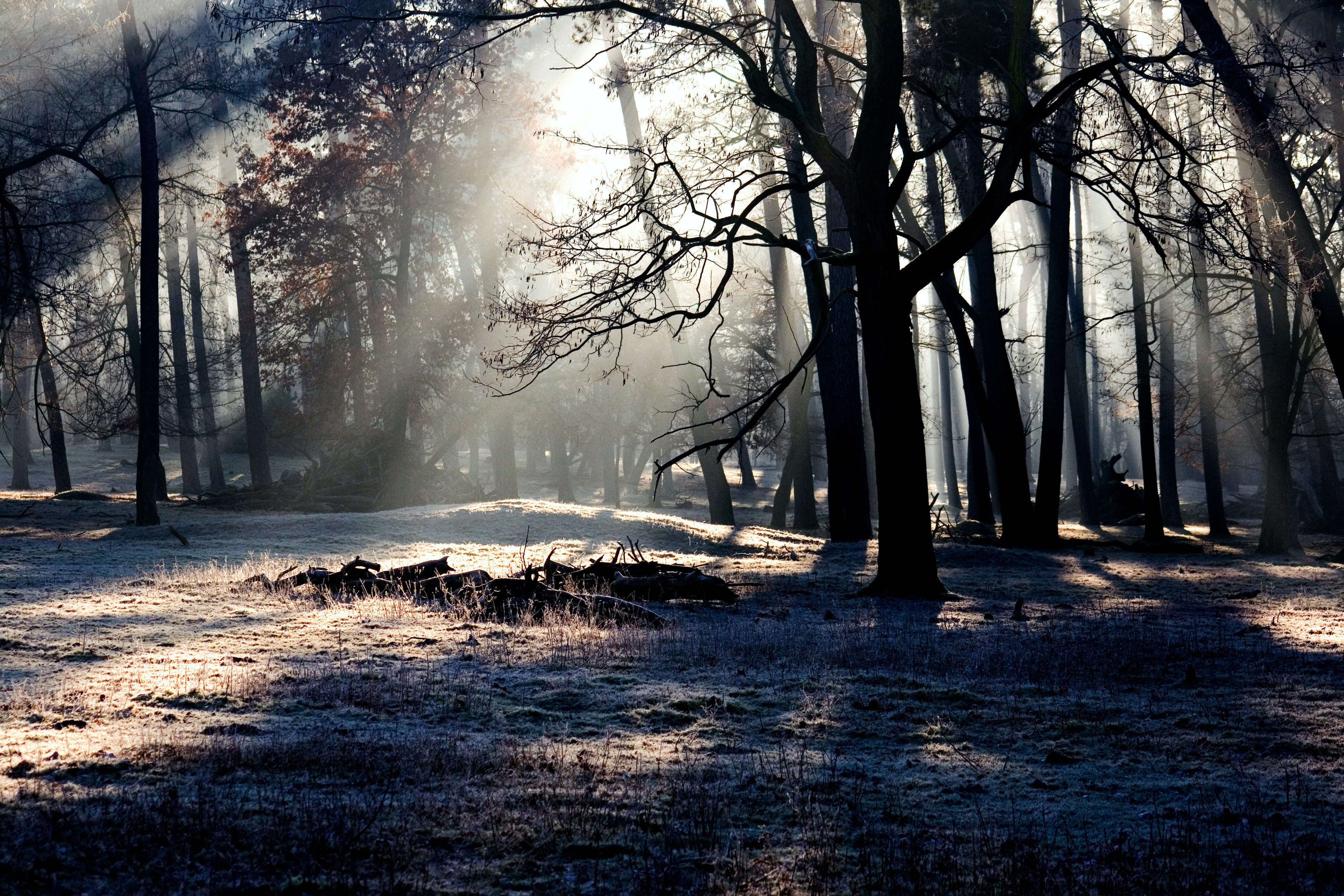 免费照片秋天森林里的晨光