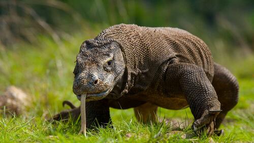 Giant lizard Komodo varan