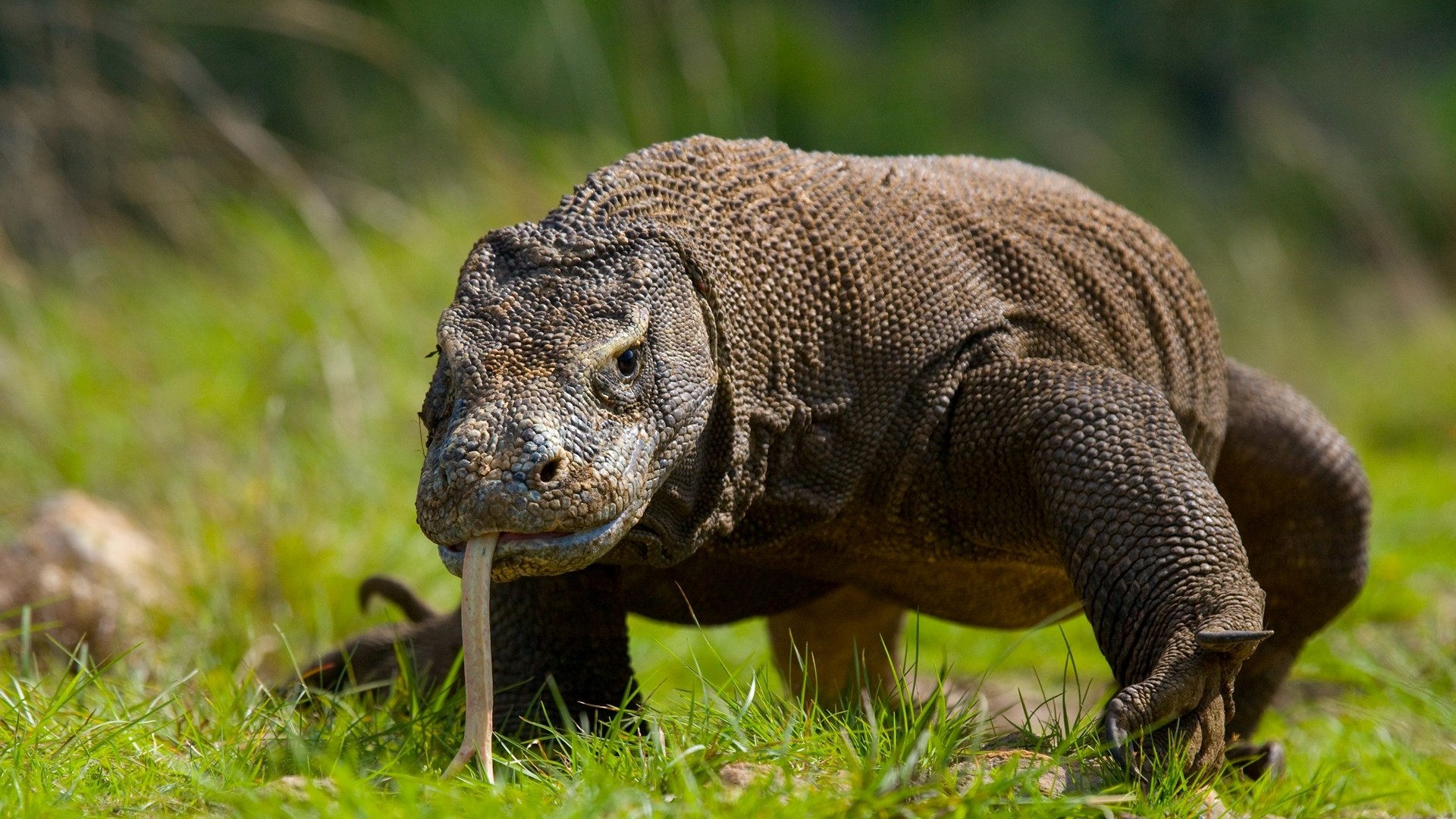 Фото бесплатно обои дракон комодо, гигантская ящерица, трава