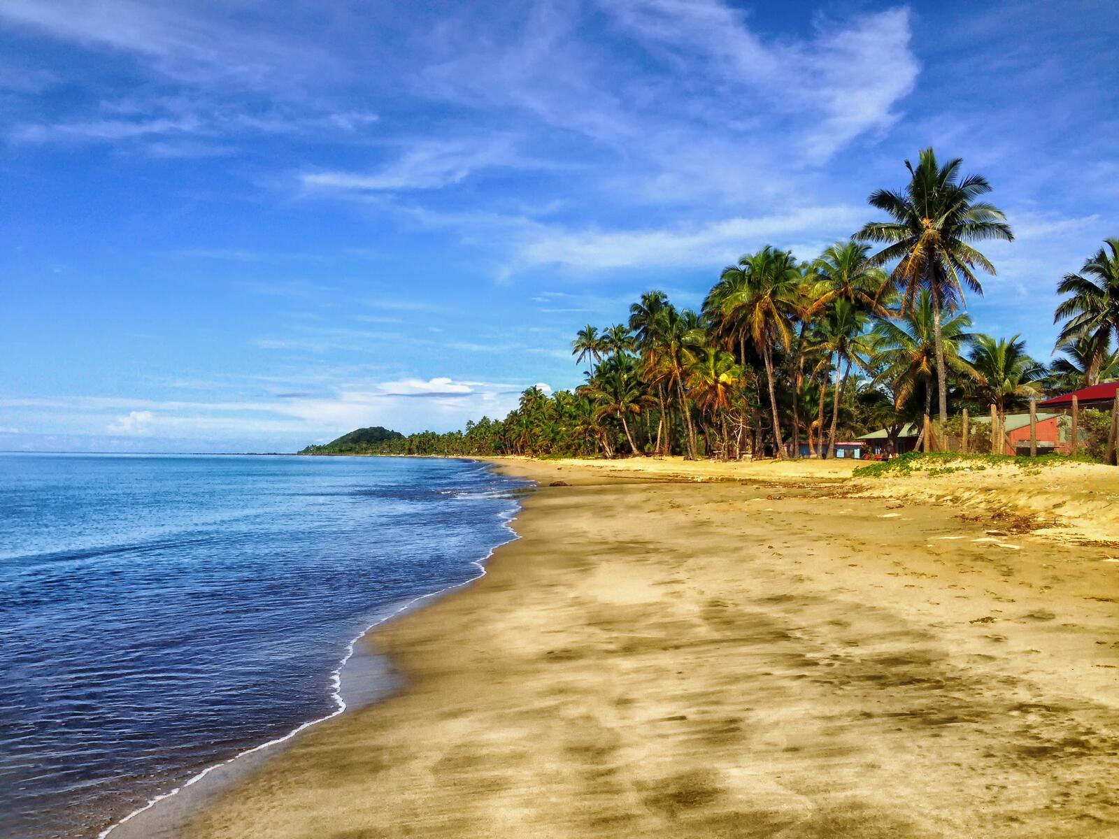 Бесплатное фото Тропический пляж с пальмами