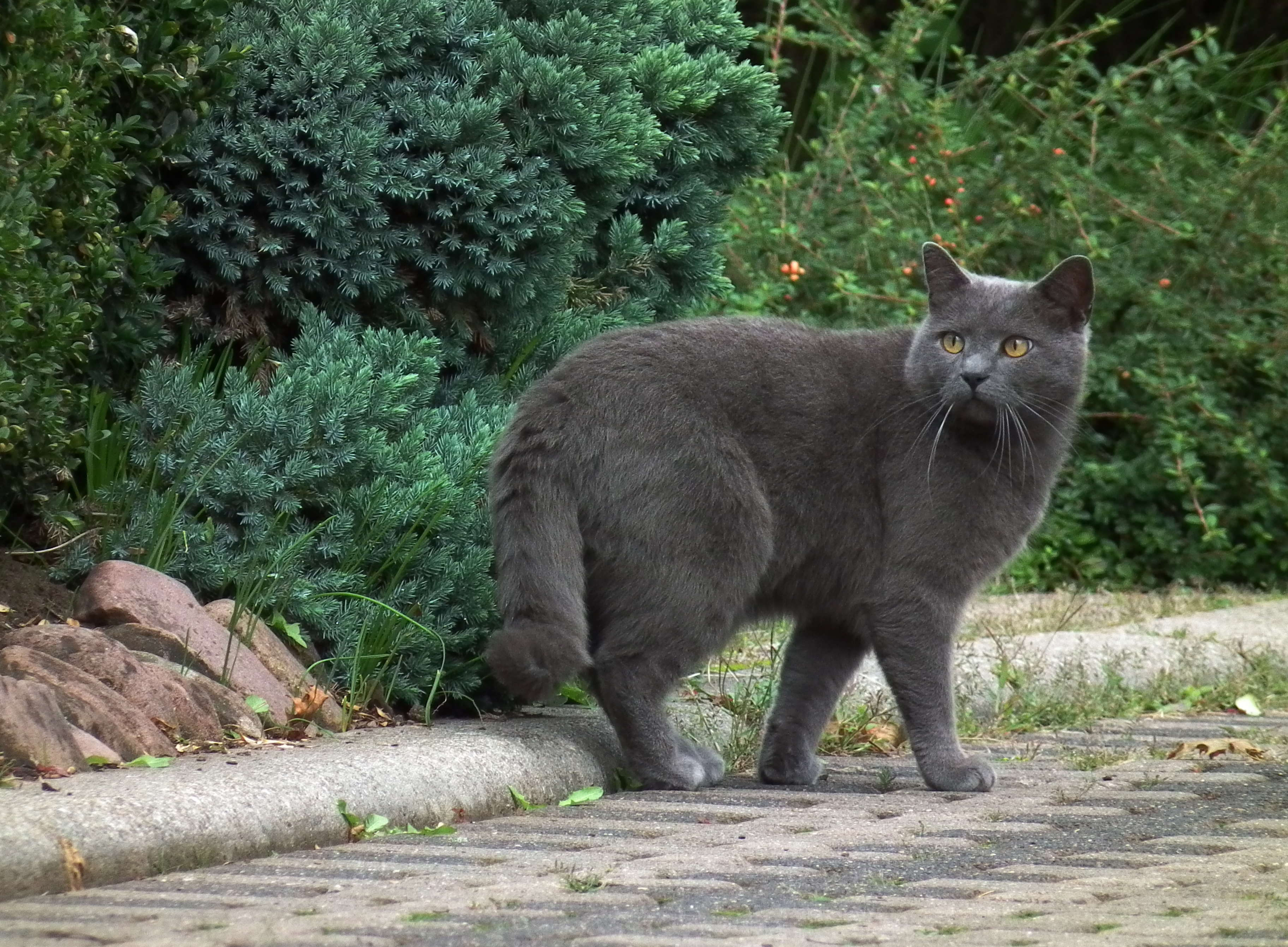 The gray cat looked back
