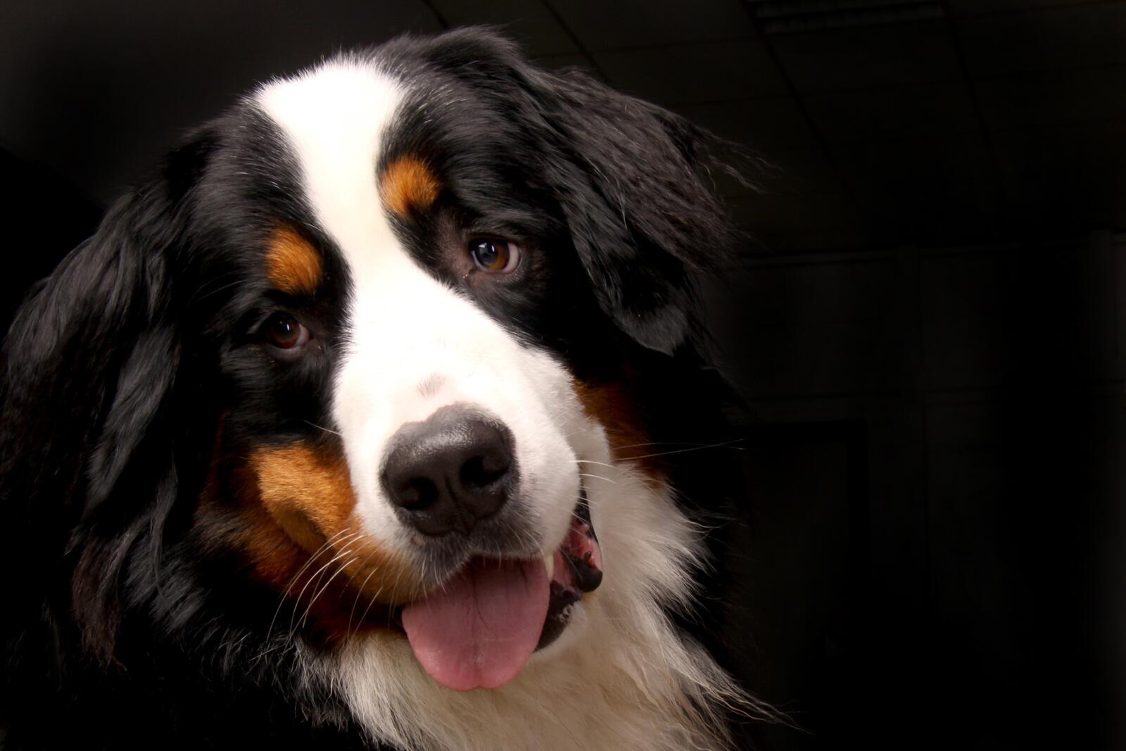 Free photo A Bernese Highlander is photographed against a blackened background