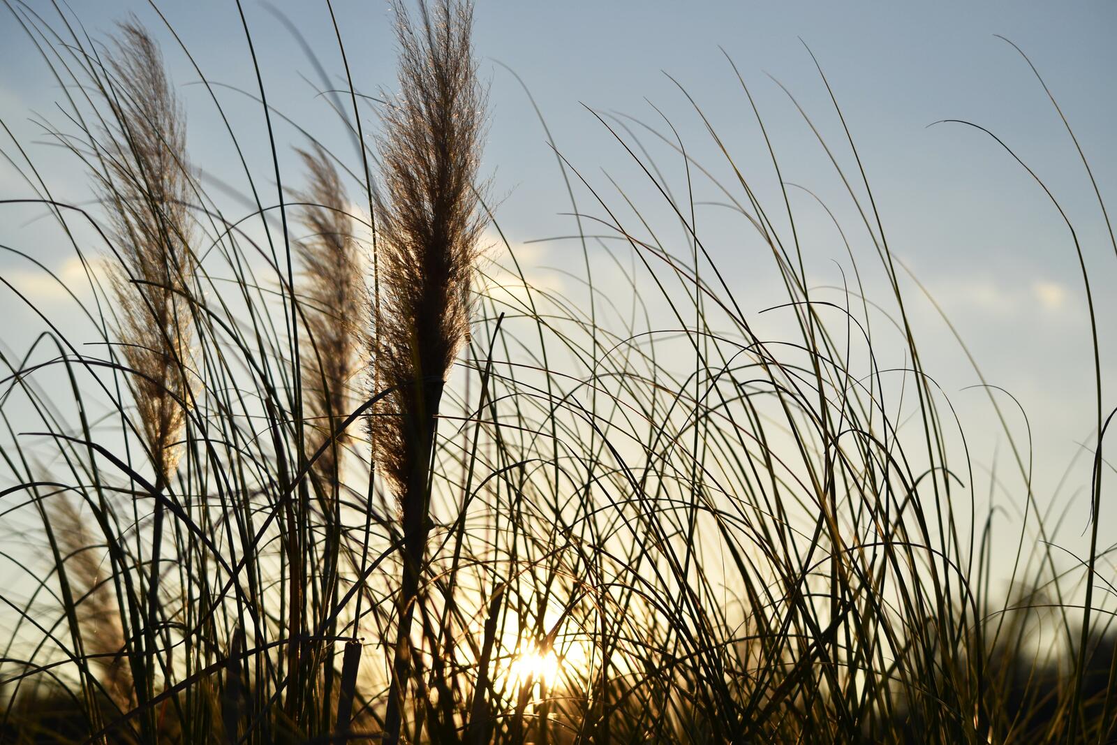 Бесплатное фото Пшеница на фоне неба
