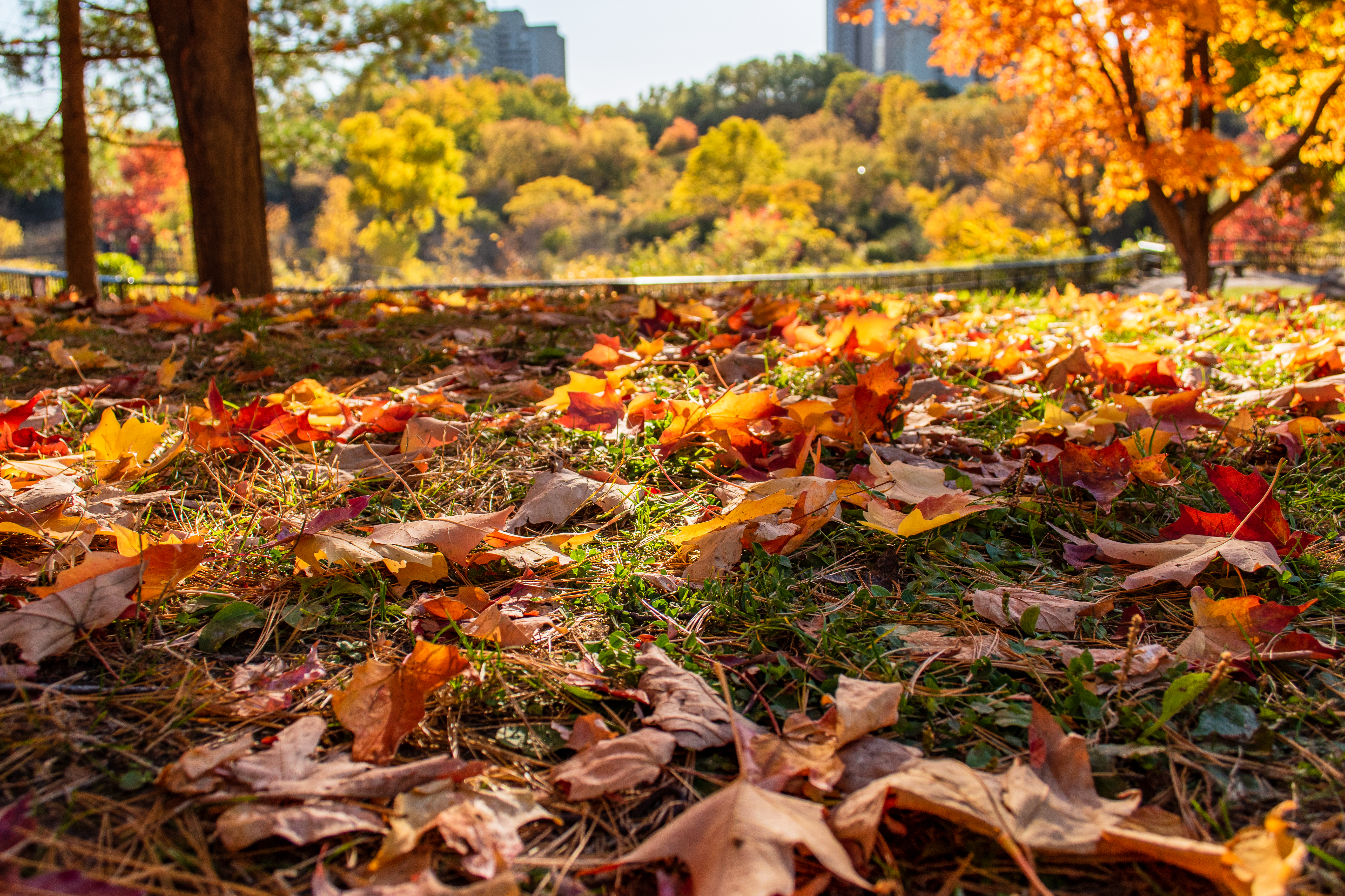 阳光明媚的下午，公园里秋叶飘落