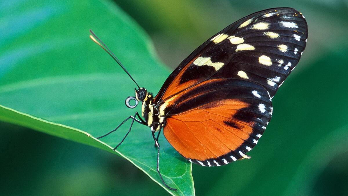 Wallpaper with a butterfly on a green leaf