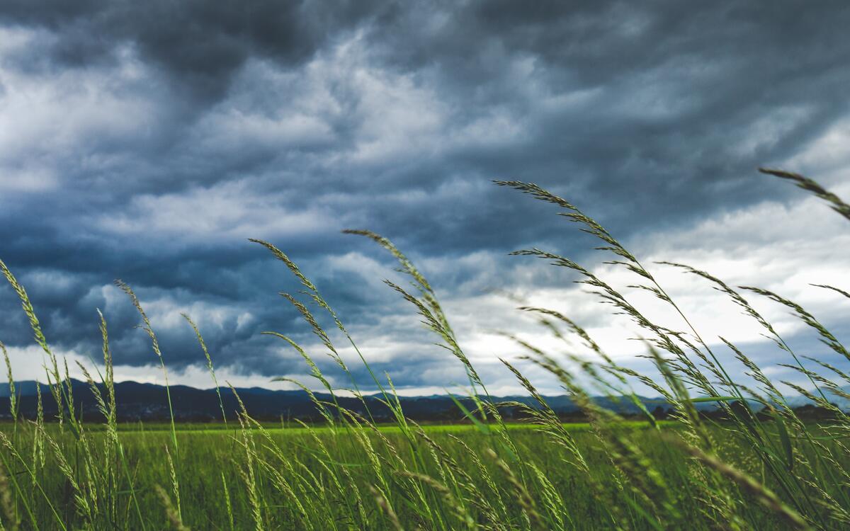Густые облака виднеются сквозь траву на поле