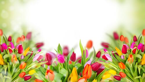 Colorful tulips on the desktop