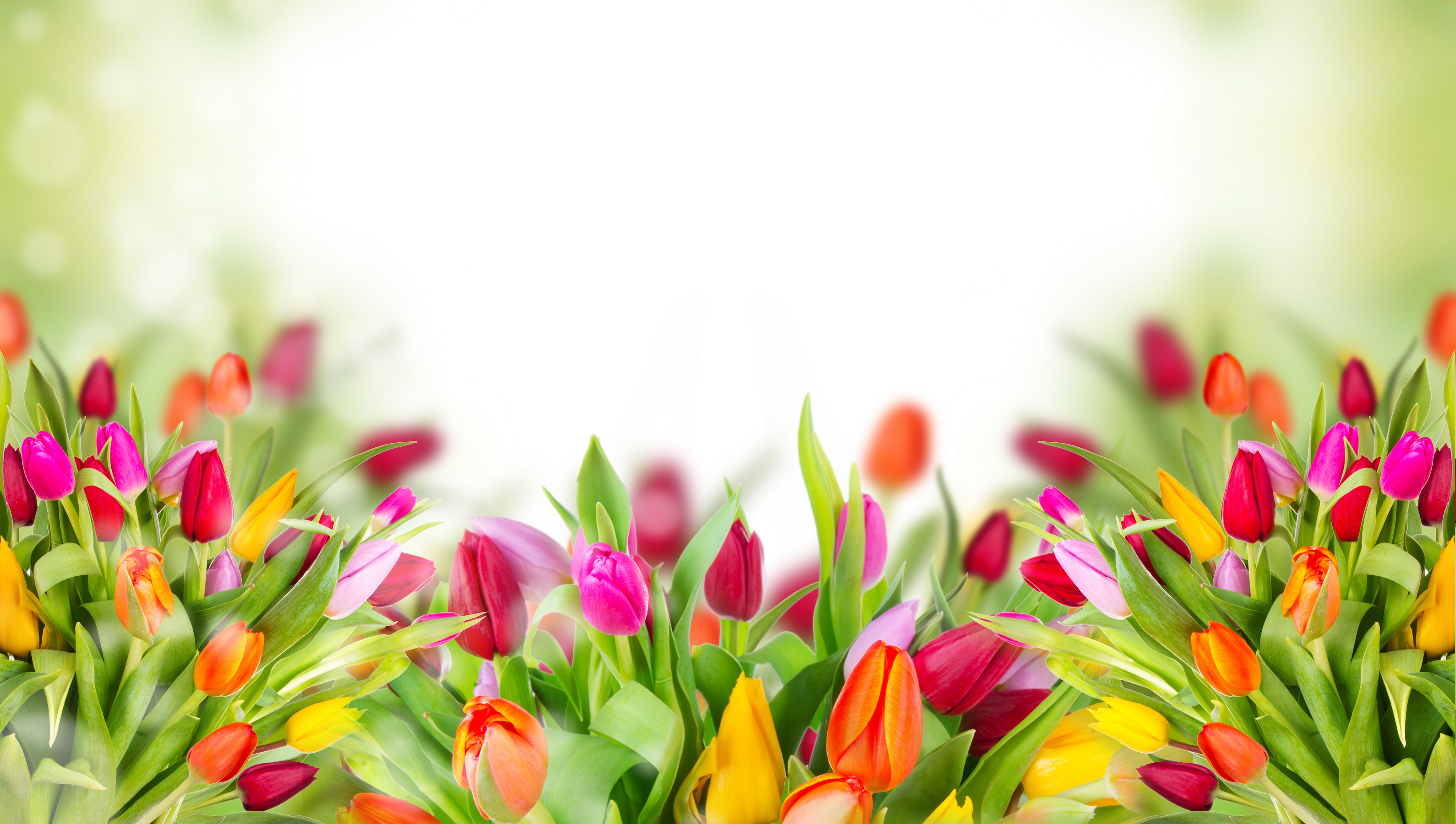 Photo free tulips, multicolored, boke