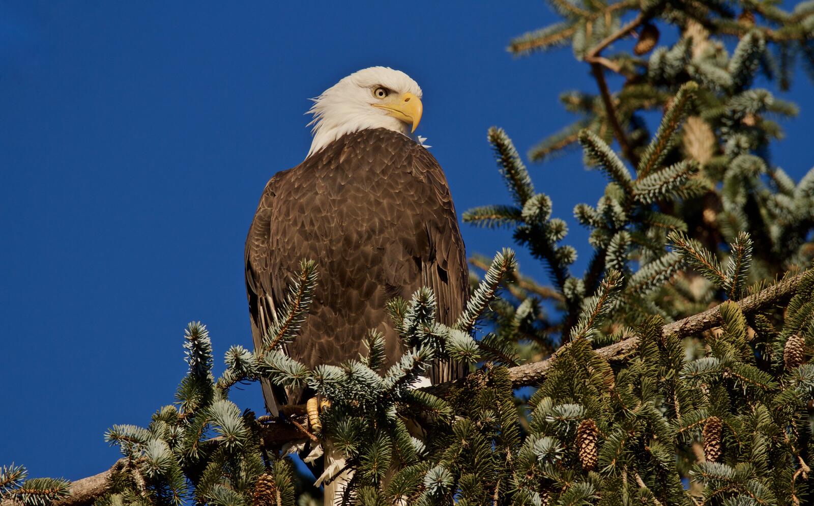 Free photo An eagle sitting on a tree branch
