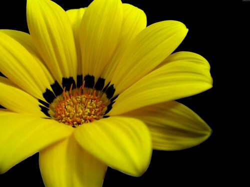 Желтый цветок крупным планом