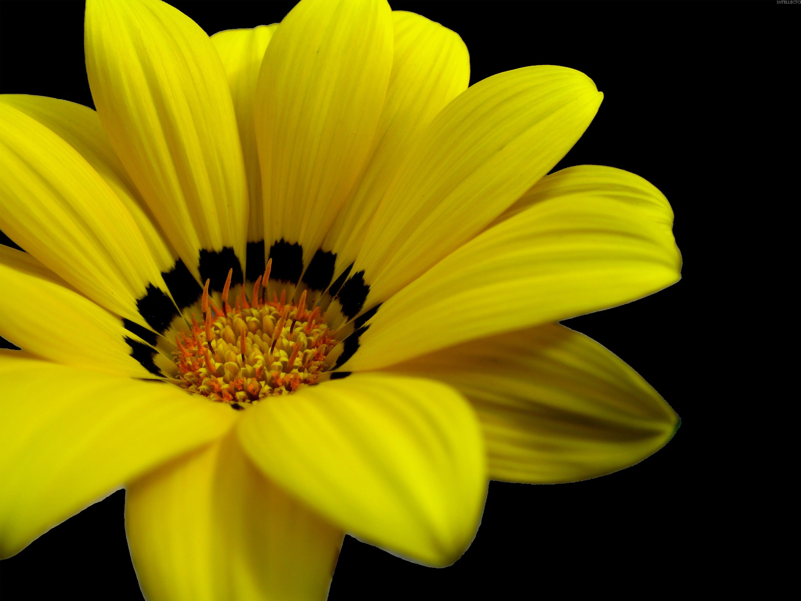 Бесплатное фото Желтый цветок крупным планом