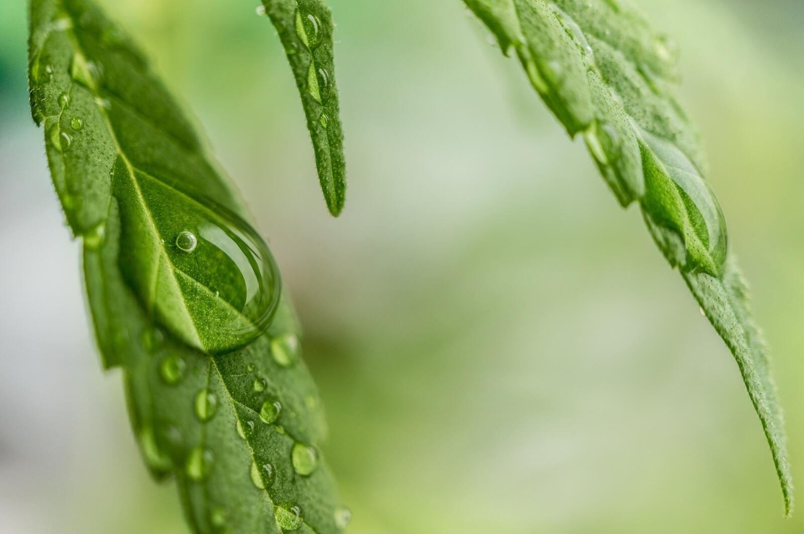 Бесплатное фото Капли дождя стекают с зеленых листьев