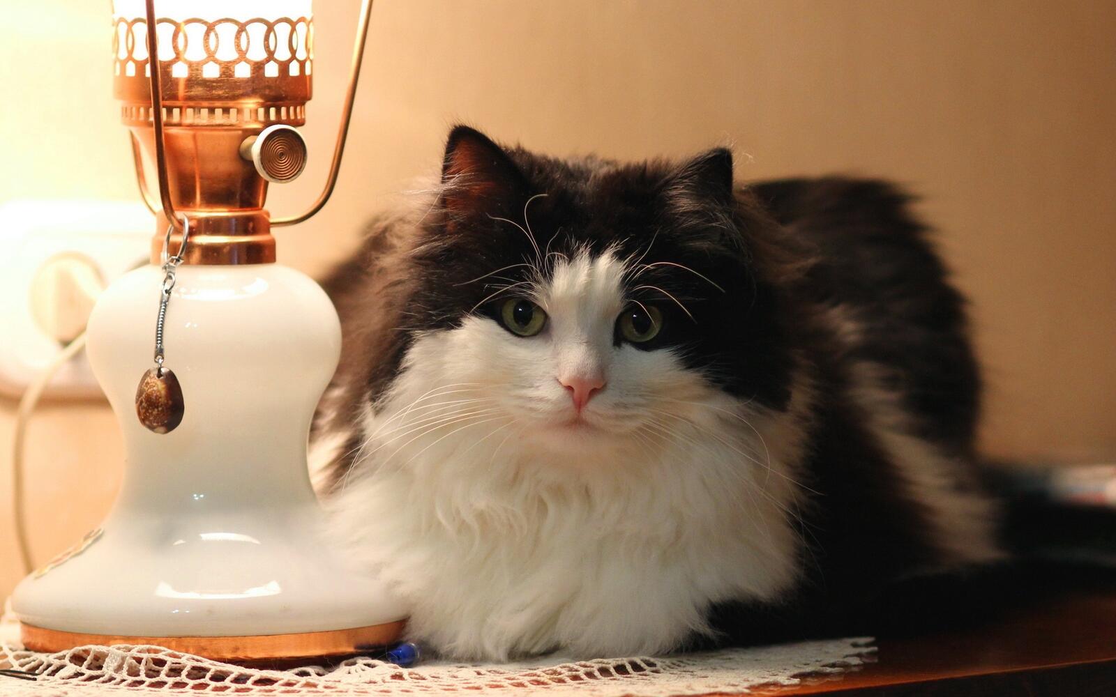 Бесплатное фото Пушистая кошка черно-белого цвета