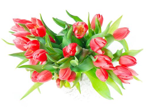 A large bouquet of red tulips.