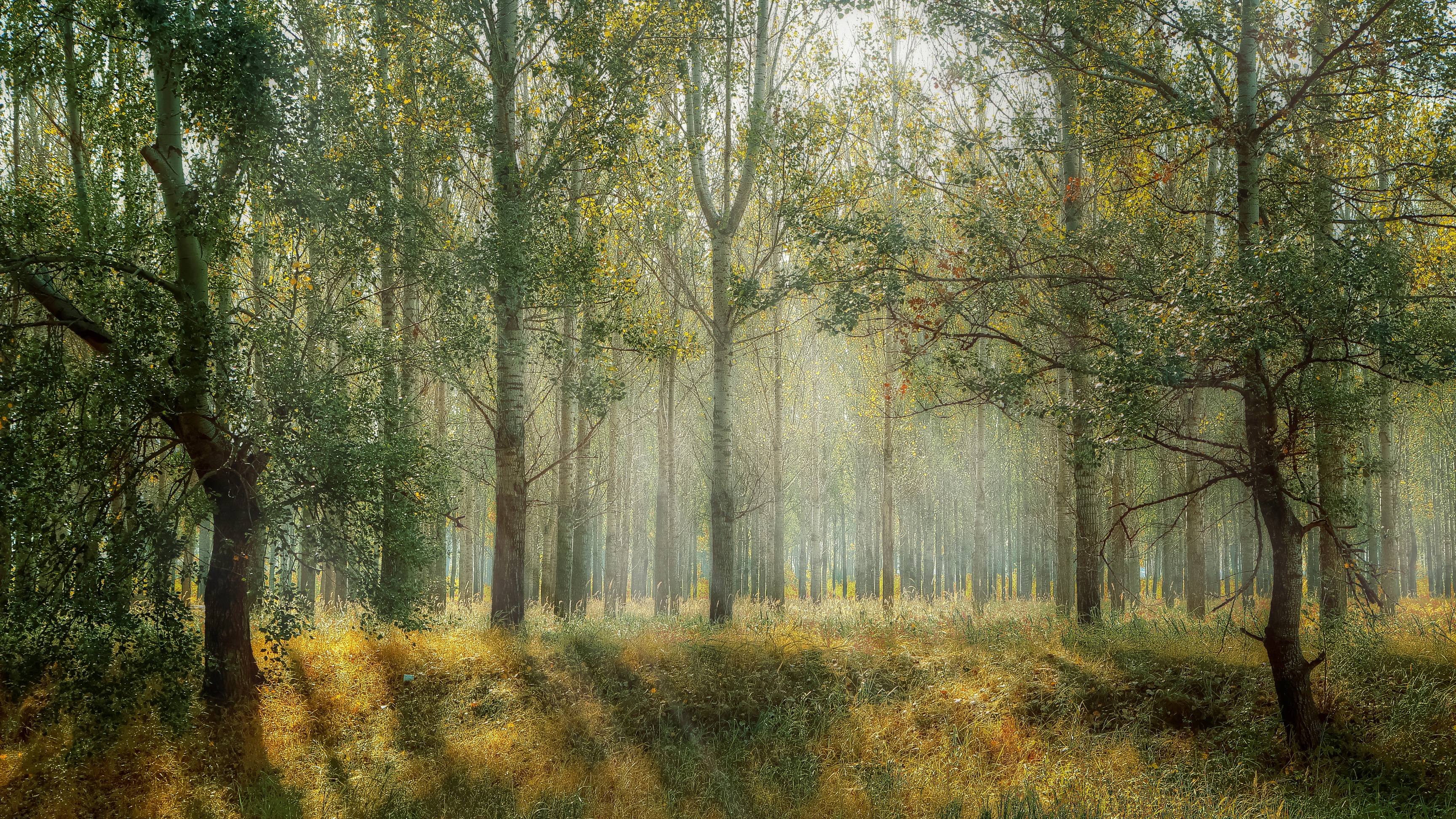 Sunbeams in a birch grove