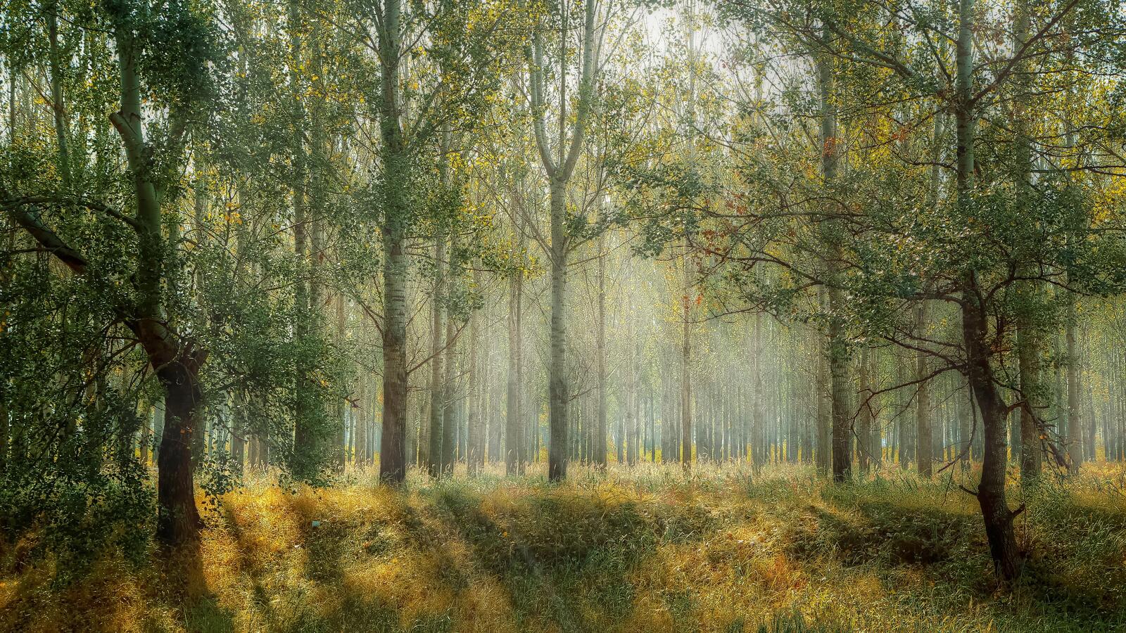 Free photo Sunbeams in a birch grove