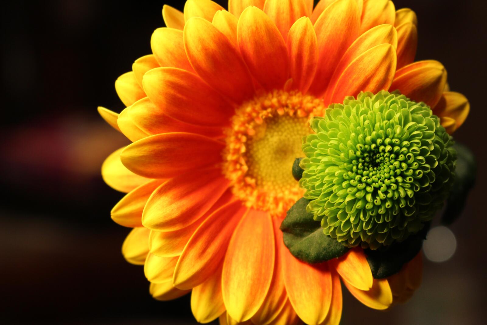 Бесплатное фото Оранжевый и зеленый цветущий цветок гербера