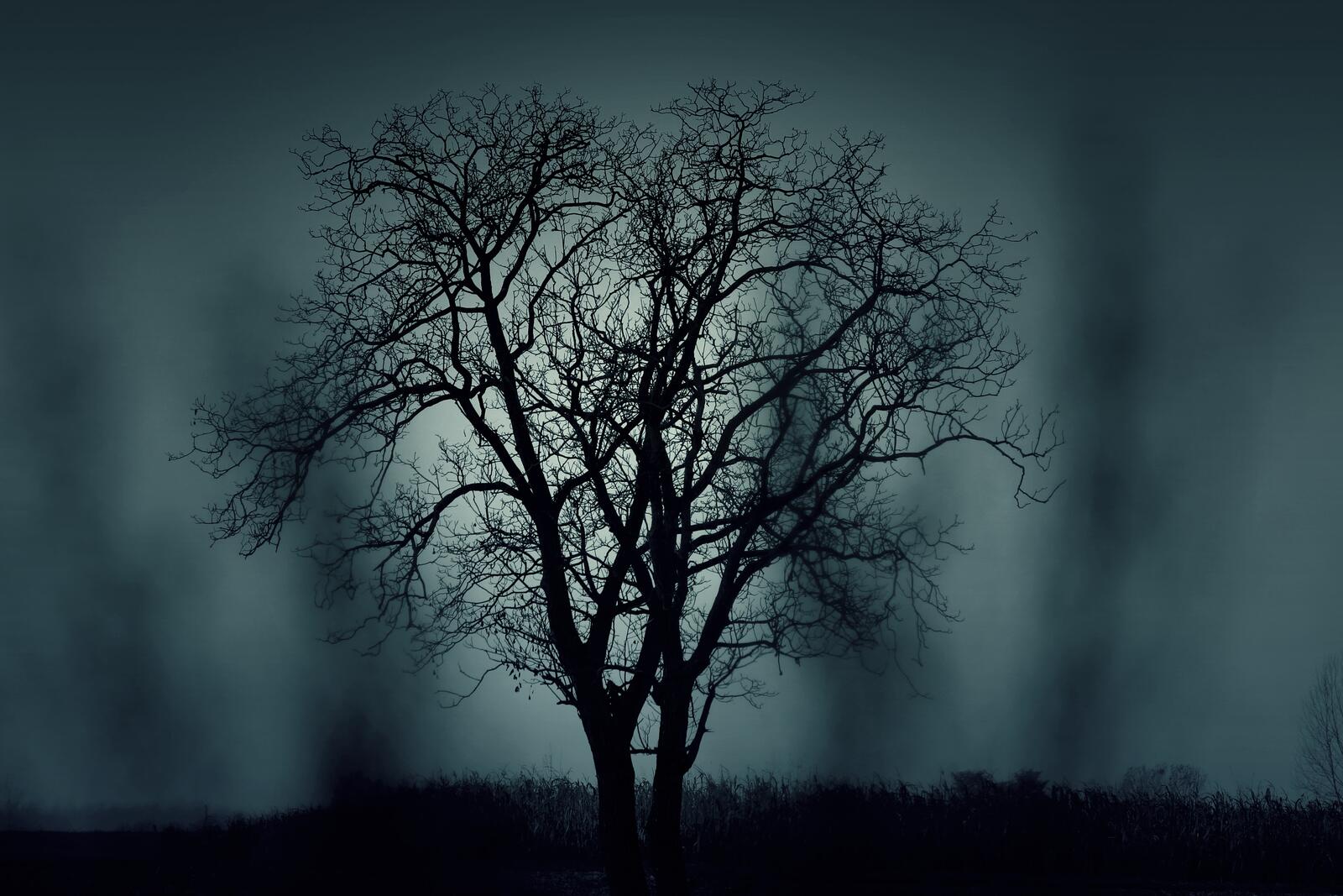 Free photo Silhouette of a tree without leaves against a background of fog