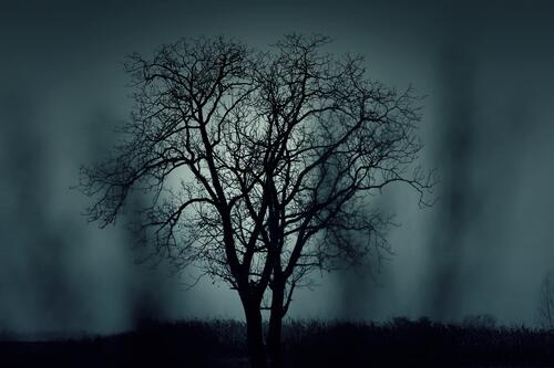 Silhouette of a tree without leaves against a background of fog